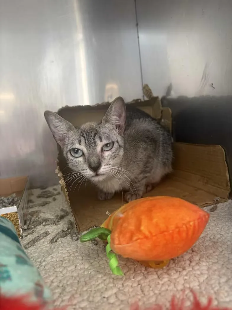 An adult small-sized female Gray / Blue / Silver Domestic Short Hair cat named Sushi Roll for adoption in Mobile, AL