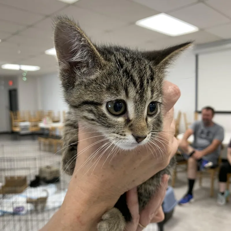 A baby small-sized male Brown / Chocolate Domestic Short Hair cat named TofuC for adoption in East Saint Louis, IL
