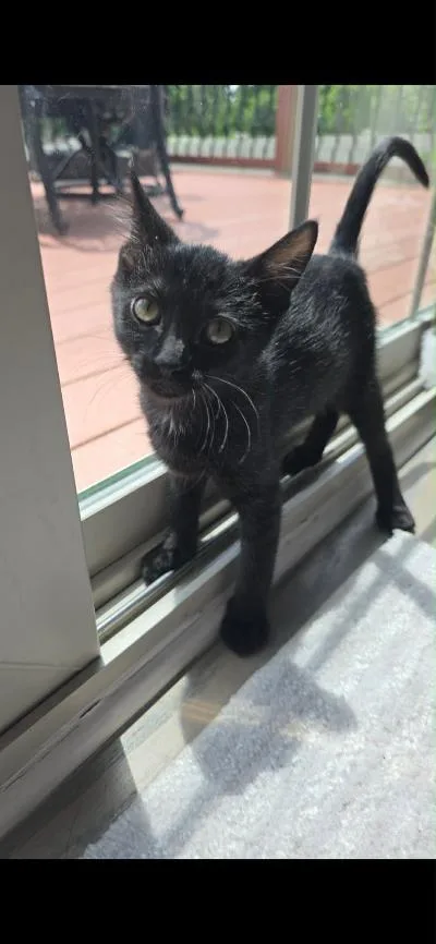 A baby medium-sized female Black Domestic Short Hair cat named Granite for adoption in Mokena, IL
