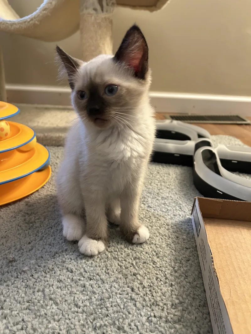 A baby small-sized female Domestic Short Hair cat named Coral for adoption in BREINIGSVILLE, PA