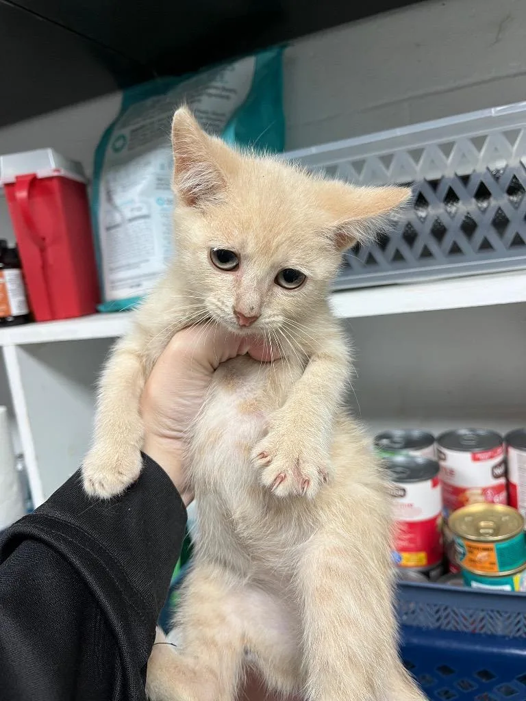 A baby medium-sized male Domestic Short Hair cat named Sherbert for adoption in Troy, OH
