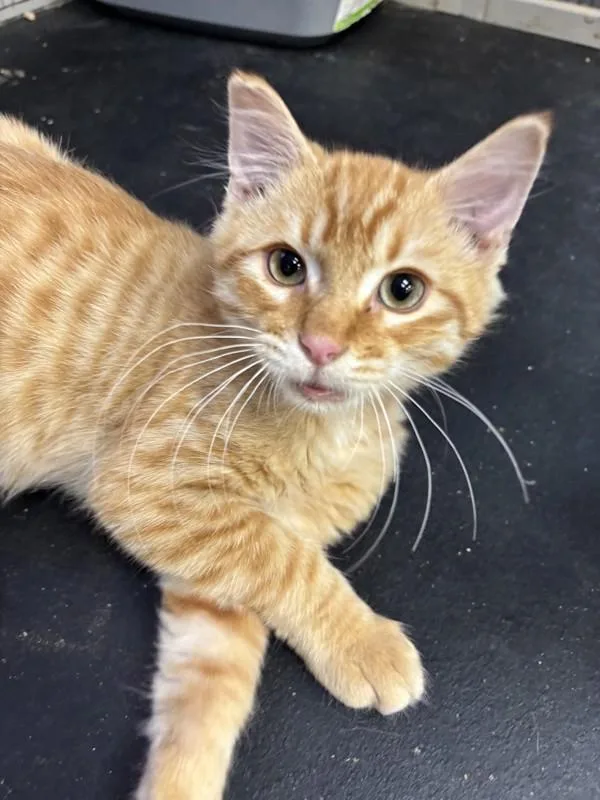 A baby small-sized male Domestic Short Hair cat named Flash for adoption in Victorville, CA