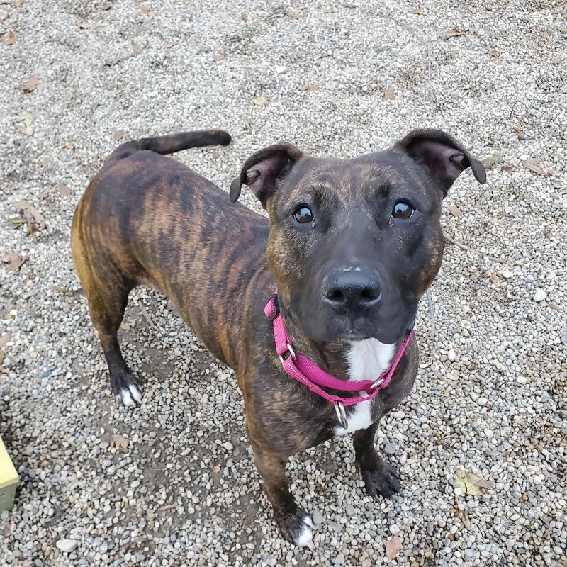 A young medium-sized female Brindle Pit Bull Terrier dog named Nala for adoption in Marseilles, IL