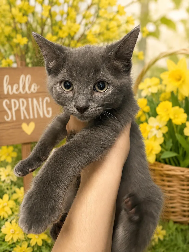 A young medium-sized male Domestic Short Hair cat named Cinder for adoption in Belleville, MI
