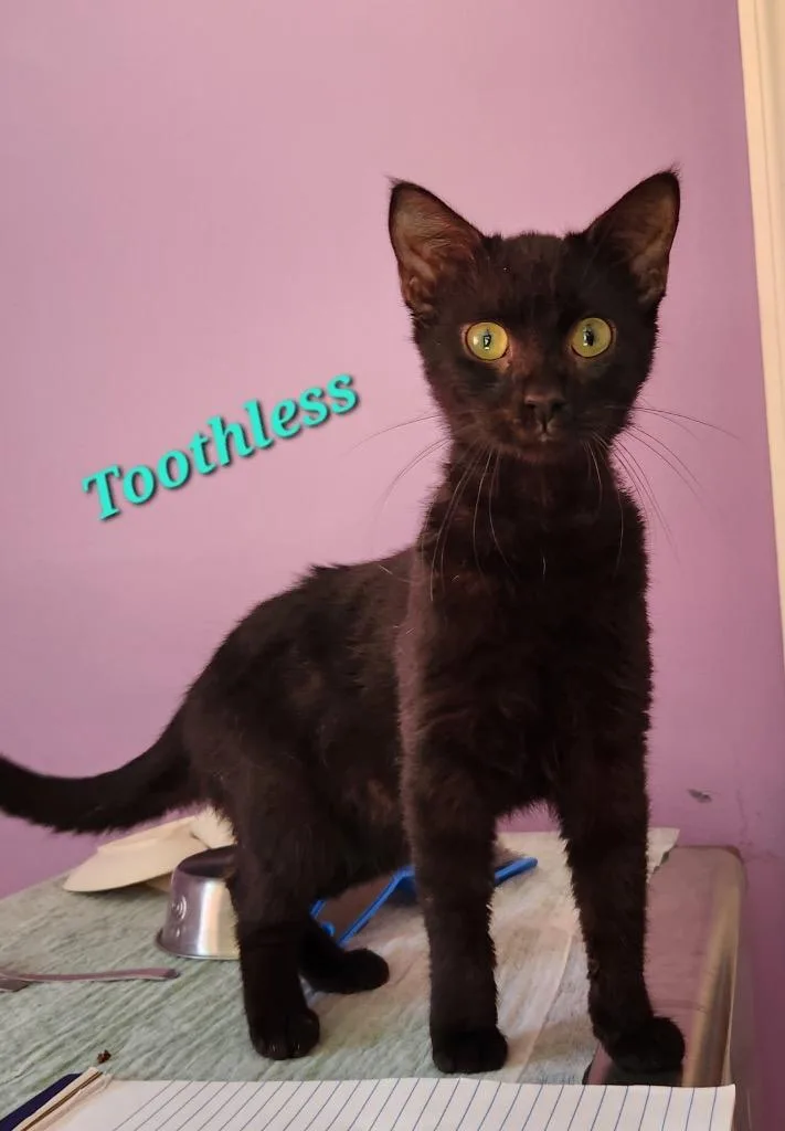 A baby small-sized male Domestic Short Hair cat named Toothless for adoption in Cambridge, MD