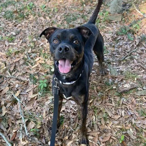 An adult medium-sized male Black Mixed Breed dog named Bruno Mars for adoption in Jacksonville, FL