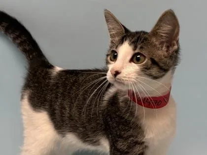 A baby small-sized female Domestic Short Hair cat named Angelica for adoption in Woodbury, MN