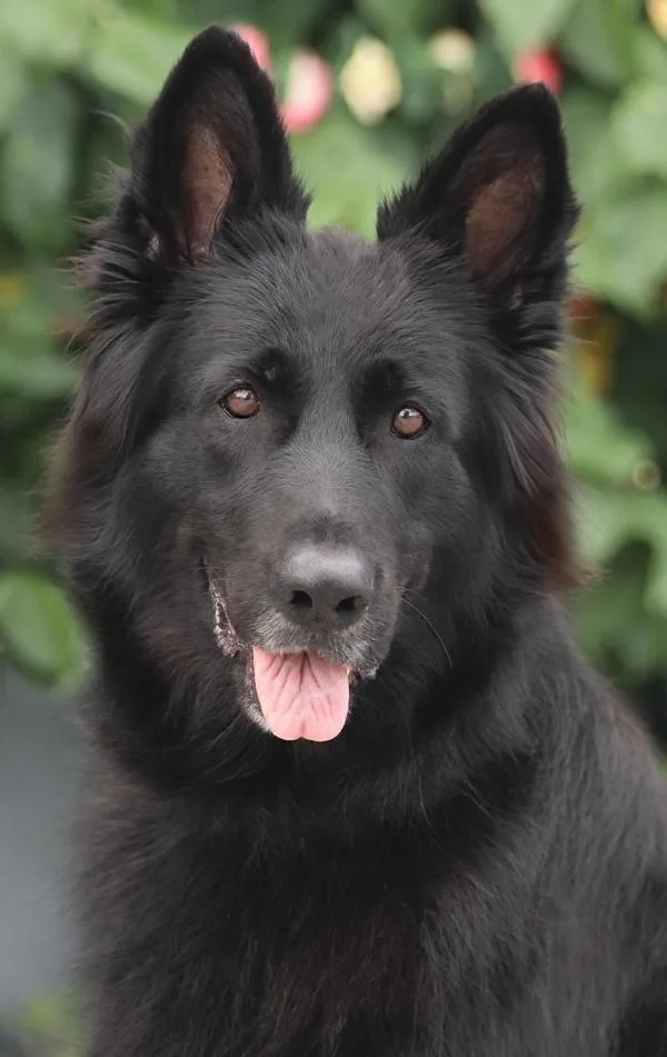 A young large-sized female Black German Shepherd Dog dog named Freyja von Kothel for adoption in Los Angeles, CA