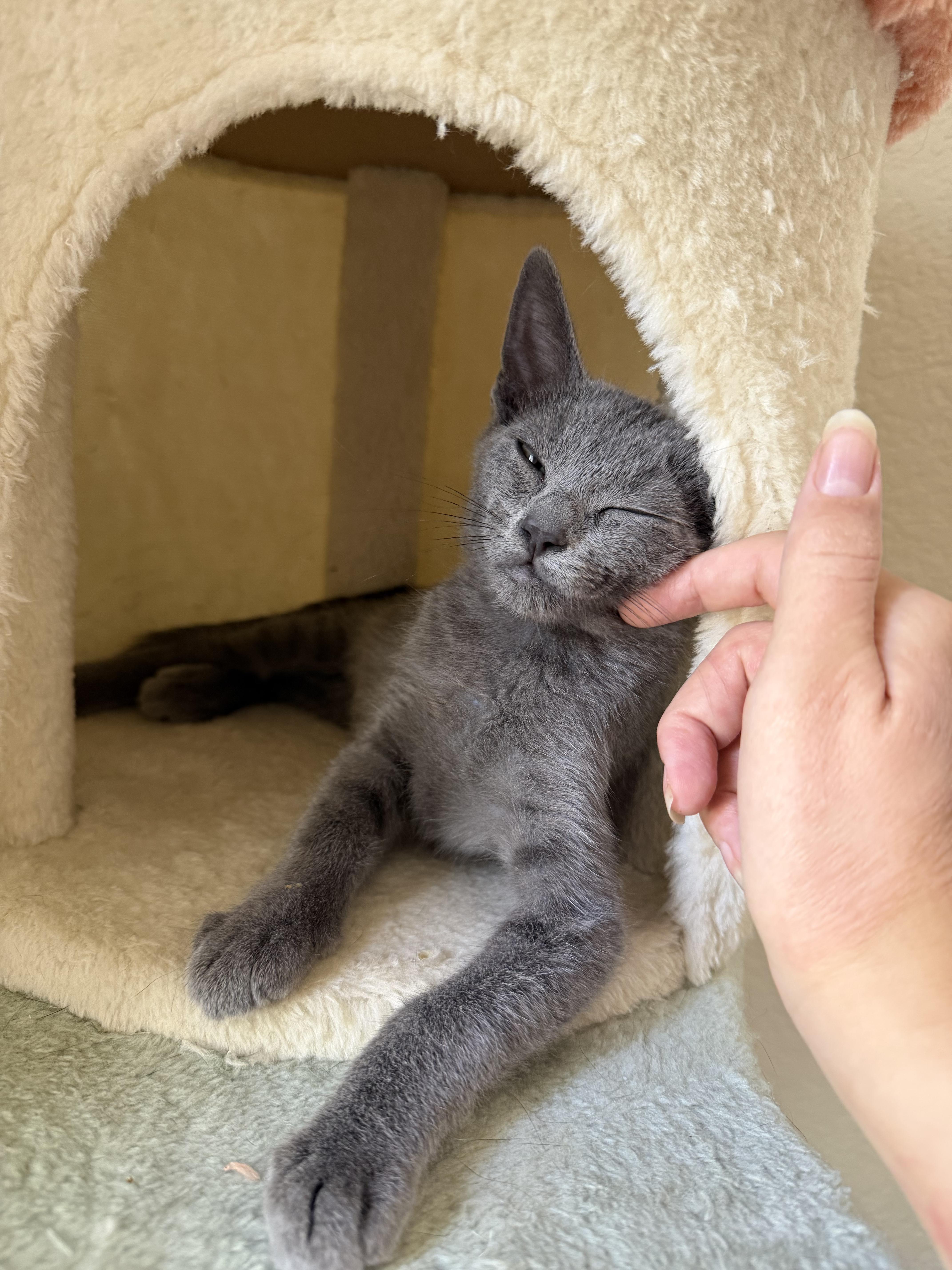 A baby medium-sized male Gray / Blue / Silver Domestic Short Hair cat named Romaine for adoption in Penryn, CA