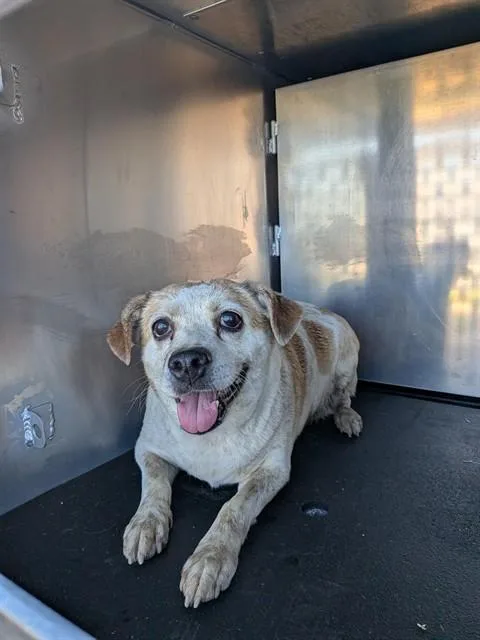 An adult medium-sized female Beagle dog named Bo Peep for adoption in Ontario, CA