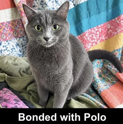 A young medium-sized male Domestic Short Hair cat named Marco for adoption in Elk Grove Village, IL