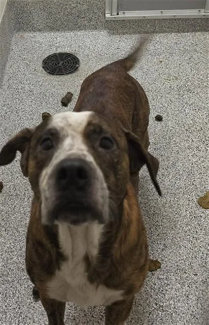 An adult medium-sized male Labrador Retriever dog named Roscoe for adoption in Houston, TX