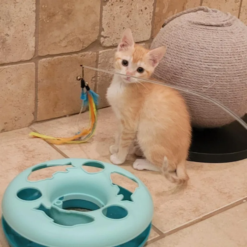 A baby small-sized female Buff / Tan / Fawn Domestic Short Hair cat named Danni for adoption in HERNANDO, MS