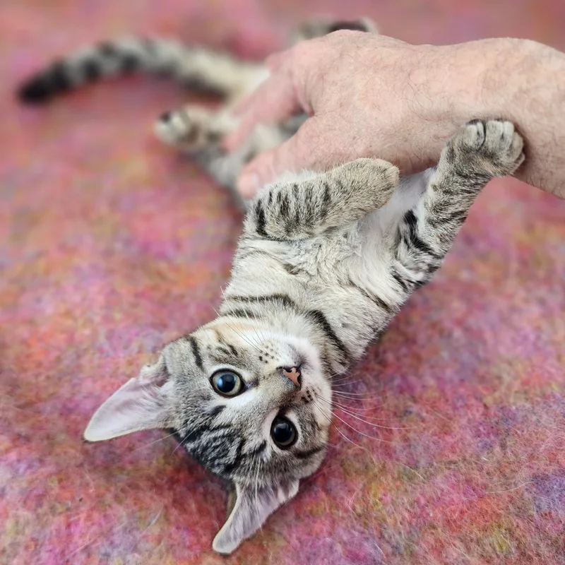 A baby small-sized female Tabby (Buff / Tan / Fawn) Domestic Short Hair cat named Dolly for adoption in New York, NY
