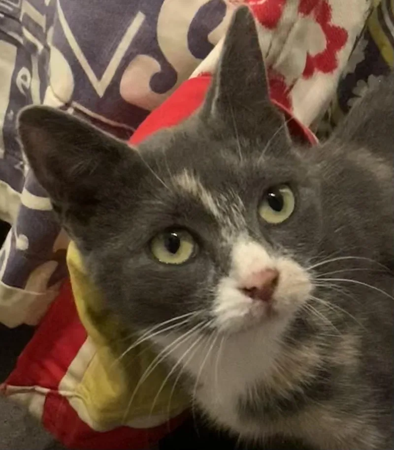 An adult small-sized female Domestic Short Hair cat named Sassy for adoption in Morganton, NC