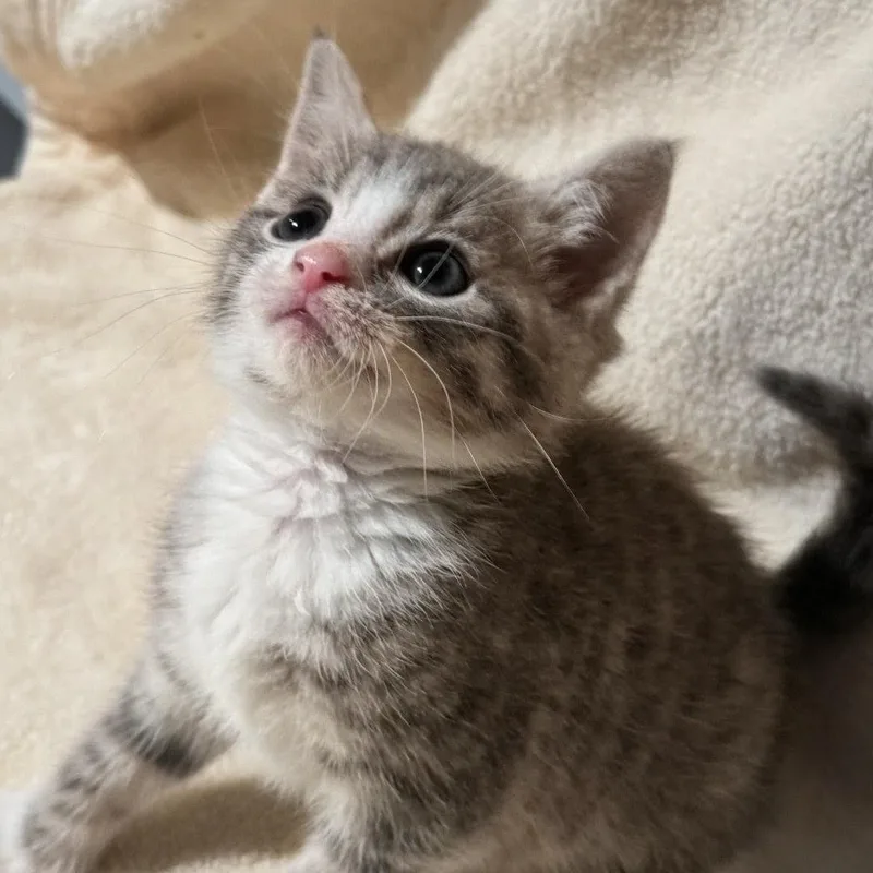 A baby small-sized male Tabby (Gray / Blue / Silver) American Shorthair cat named Tom Tom for adoption in Staten Island, NY