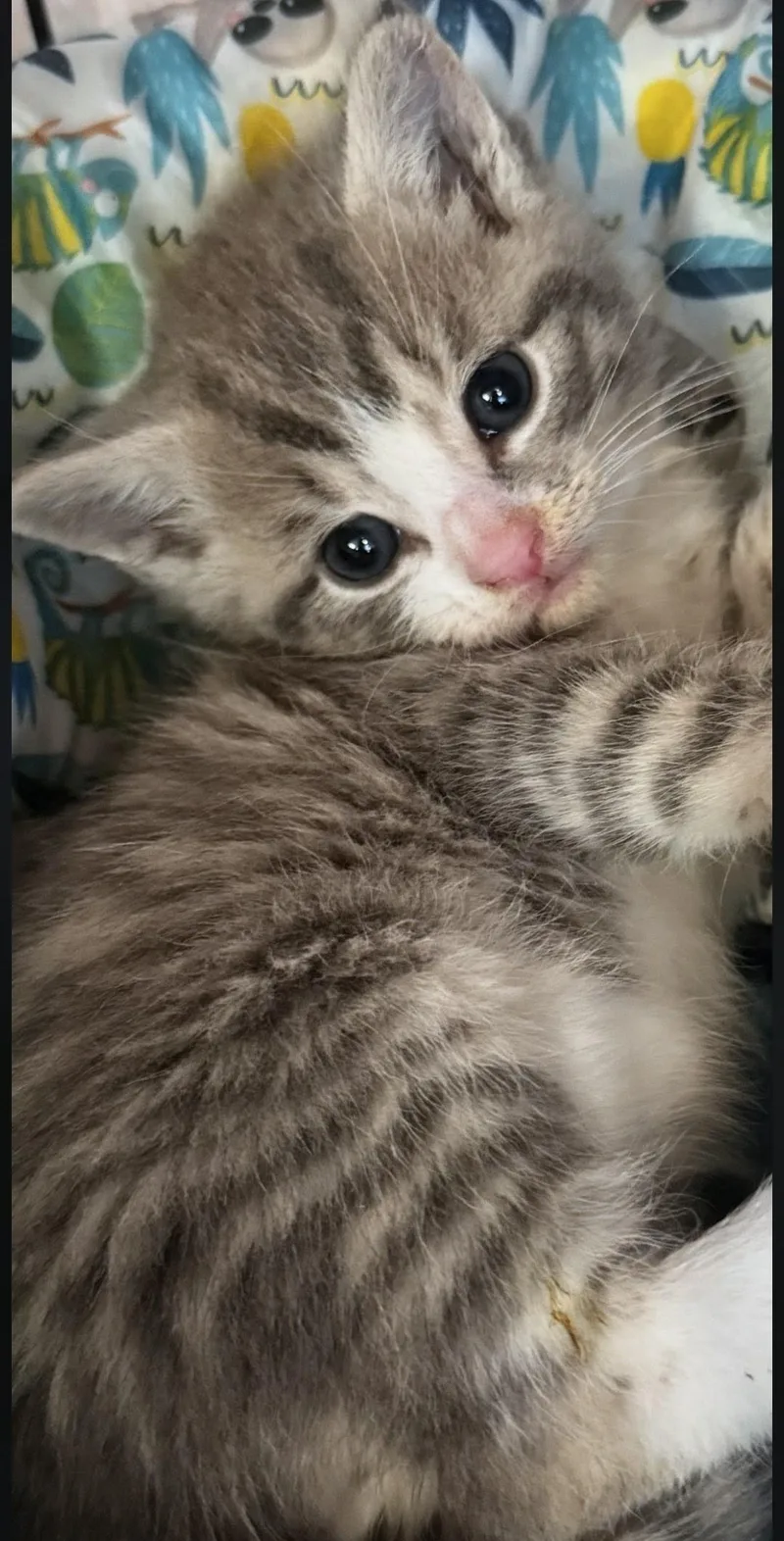 Tom Tom thumbnail 2