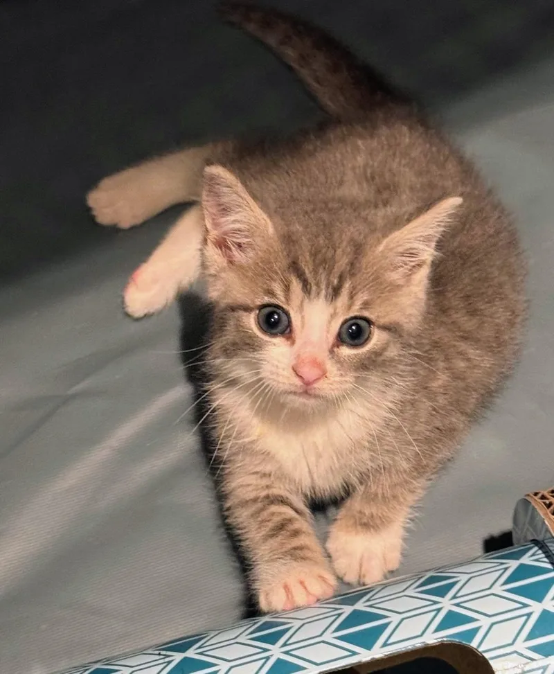 Tom Tom thumbnail 3
