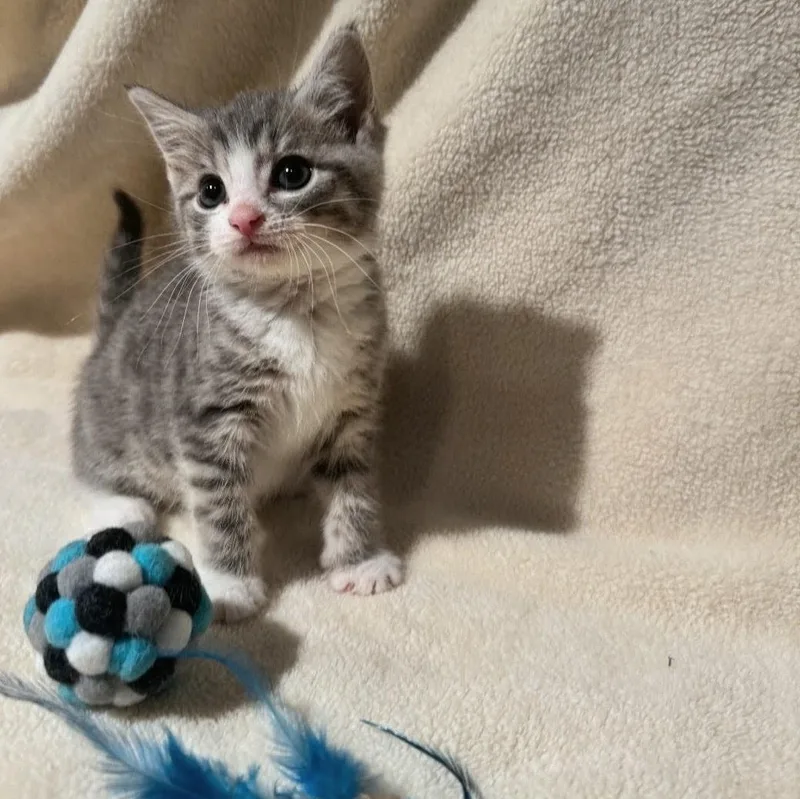 Tom Tom thumbnail 4