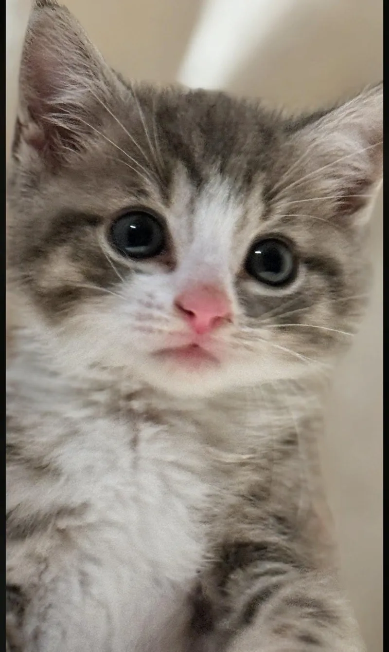 Tom Tom thumbnail 5