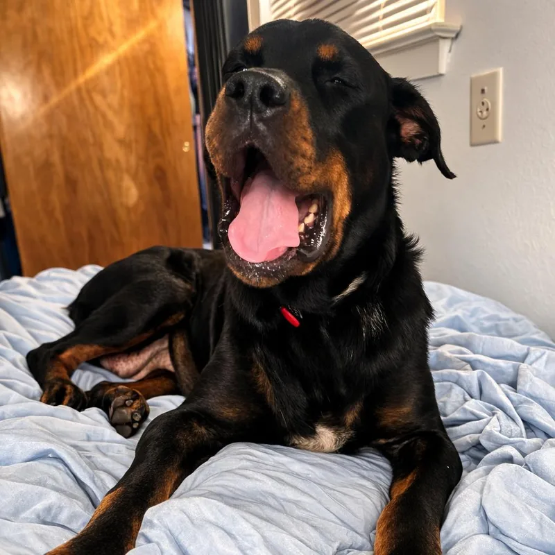 Dr. Pepper thumbnail 2