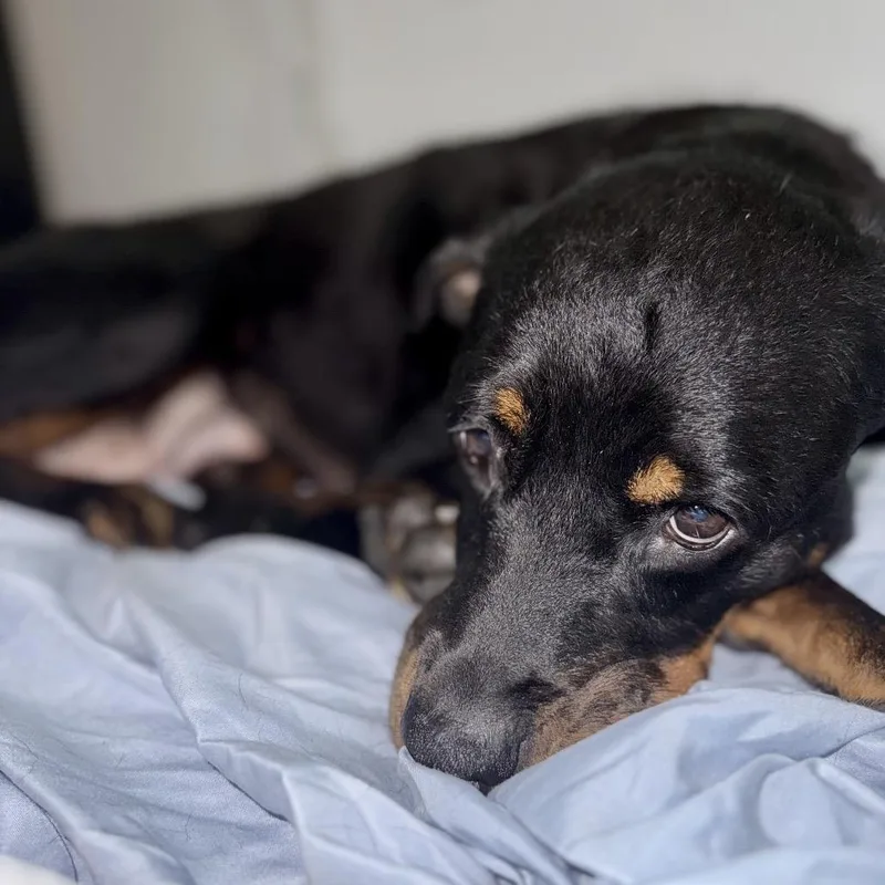 Dr. Pepper thumbnail 4