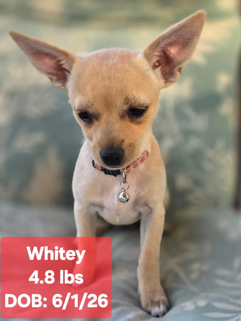 Whitney thumbnail 4