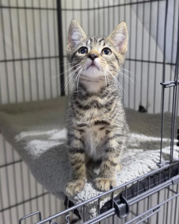 A baby small-sized male Domestic Short Hair cat named Sai for adoption in Novato, CA