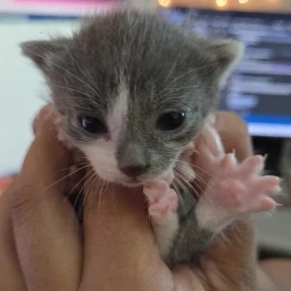 A baby medium-sized female Gray & White Domestic Short Hair cat named Candy for adoption in Converse, TX