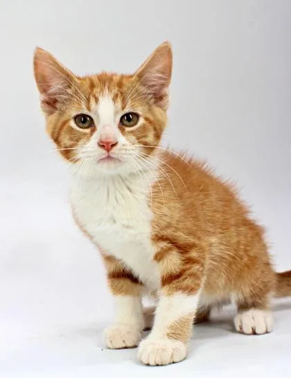 A baby small-sized male Domestic Short Hair cat named Kenny for adoption in Morton Grove, IL