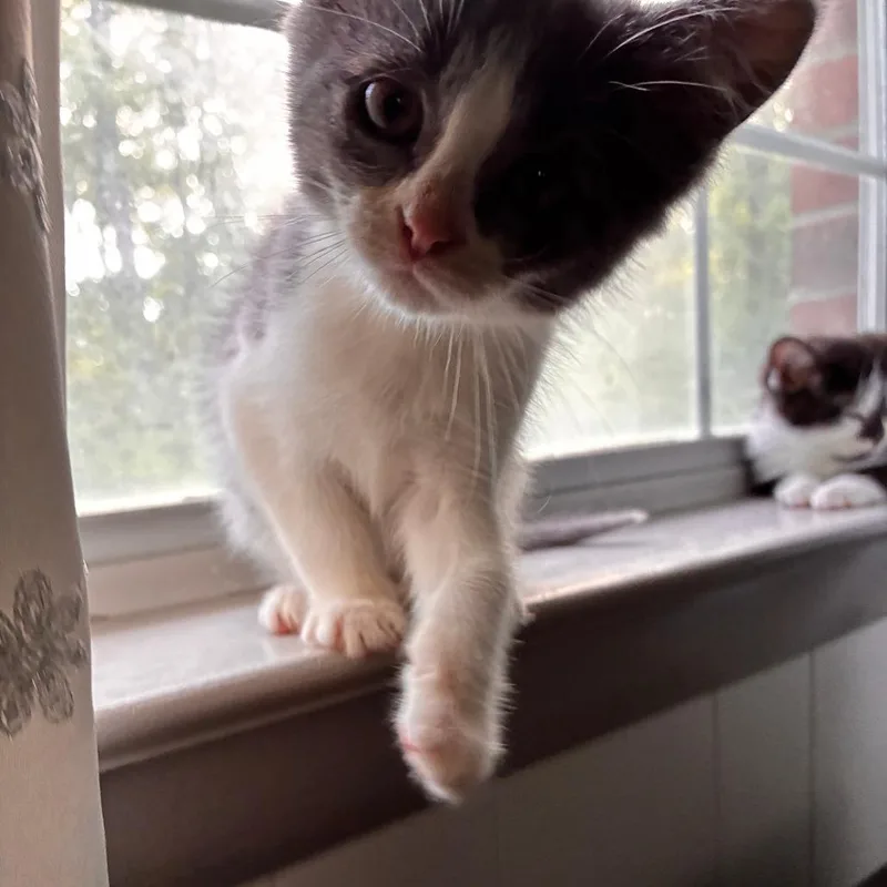 A baby small-sized female Gray / Blue / Silver Domestic Short Hair cat named Bolster for adoption in Chattanooga, TN