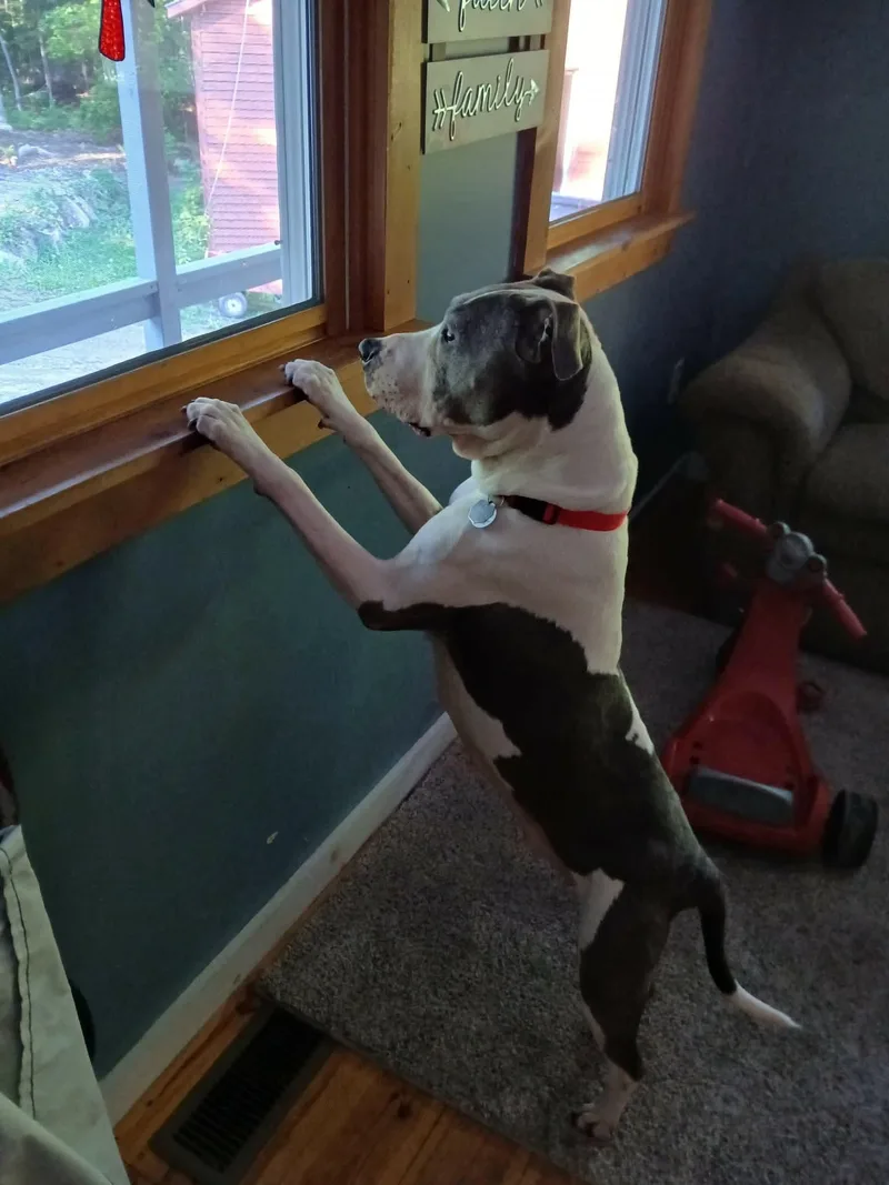 Roxie thumbnail 5
