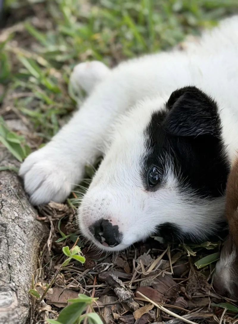 A baby medium-sized female Labrador Retriever dog named Stevie for adoption in Royal Palm Beach, FL