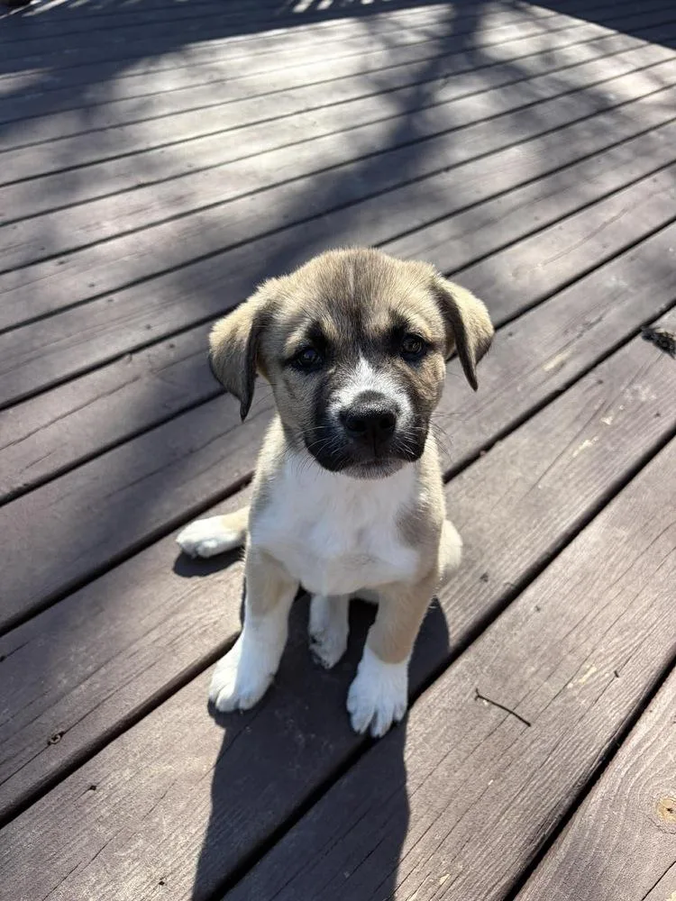 A baby small-sized male Tricolor (Brown, Black, & White) Anatolian Shepherd dog named Jason for adoption in Rockland, WI