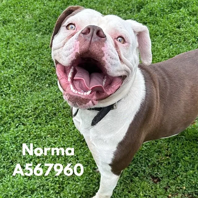 Norma