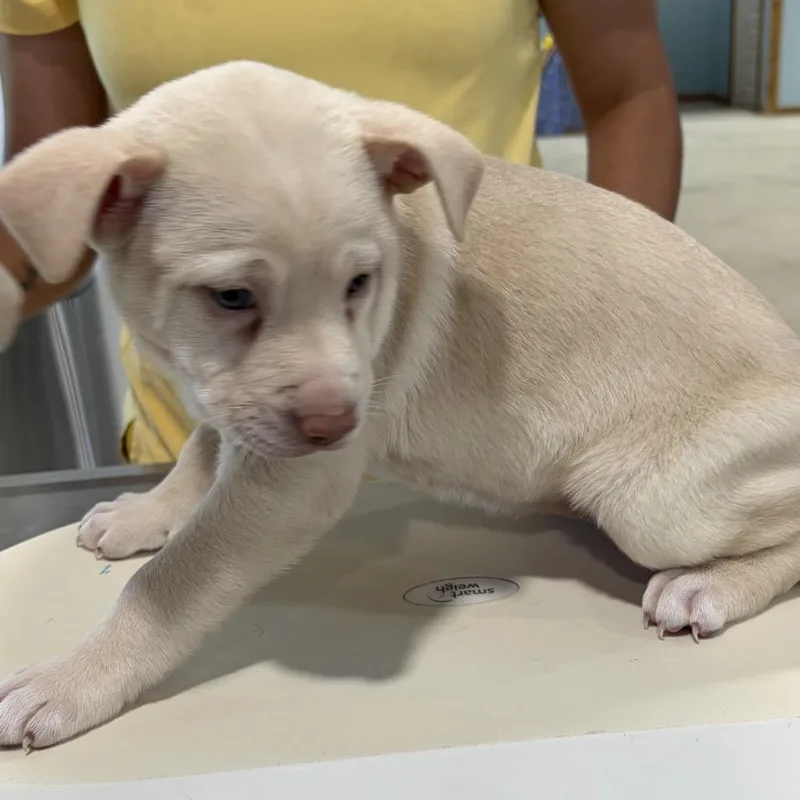 A baby small-sized female Yellow / Tan / Blond / Fawn Labrador Retriever dog named Cinderella for adoption in Harlingen, TX