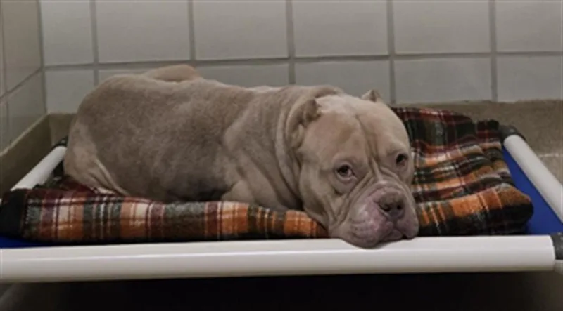 An adult medium-sized female Pit Bull Terrier dog named Honeybun for adoption in Derwood, MD