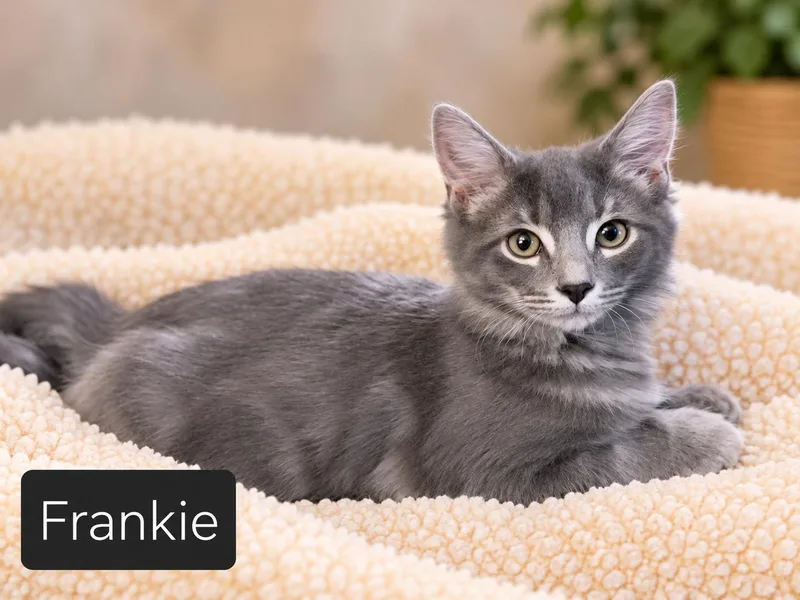 A baby small-sized female Gray / Blue / Silver Domestic Short Hair cat named Miss Frankie for adoption in Kansas City, MO