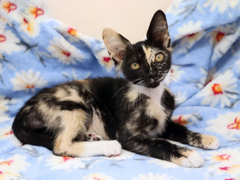A baby medium-sized female Calico Domestic Short Hair cat named Lovey for adoption in Tierra Verde, FL