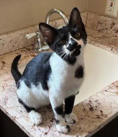 A baby medium-sized male Black & White / Tuxedo Domestic Short Hair cat named Cow for adoption in Seal Beach, CA