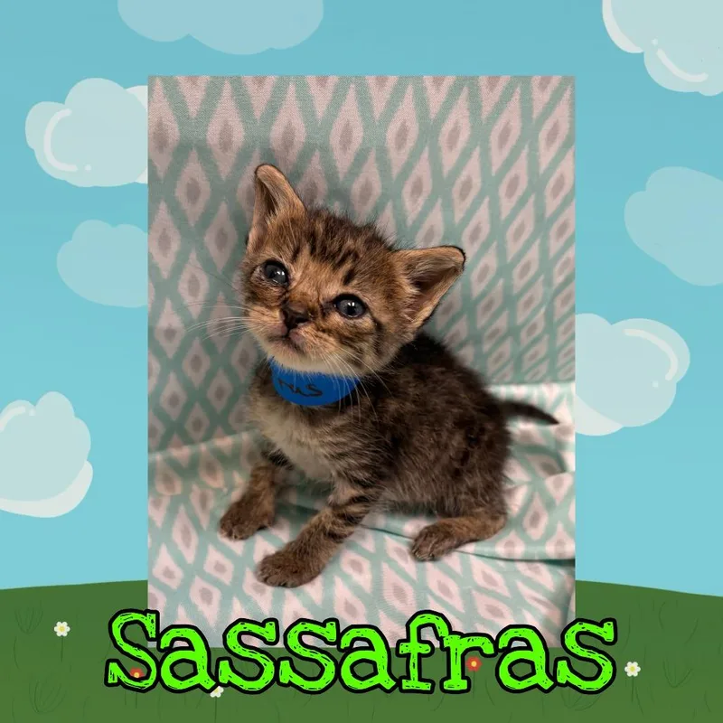Sassafras