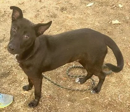 A young small-sized male Black Mixed Breed dog named Blaze for adoption in Georgetown, TX