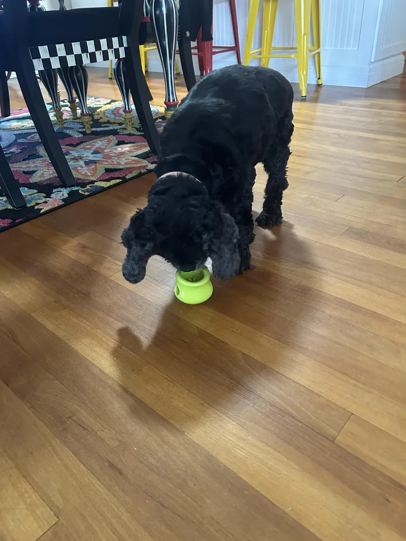 A senior medium-sized female Cocker Spaniel dog named Spy & Cherry Pie for adoption in Cape Coral, FL