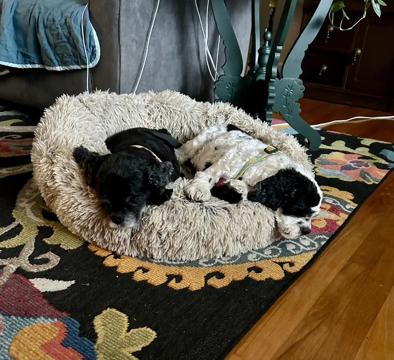 Spy & Cherry Pie thumbnail 2