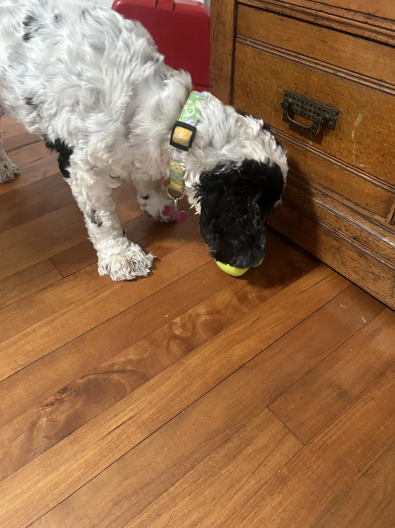 Spy & Cherry Pie thumbnail 3