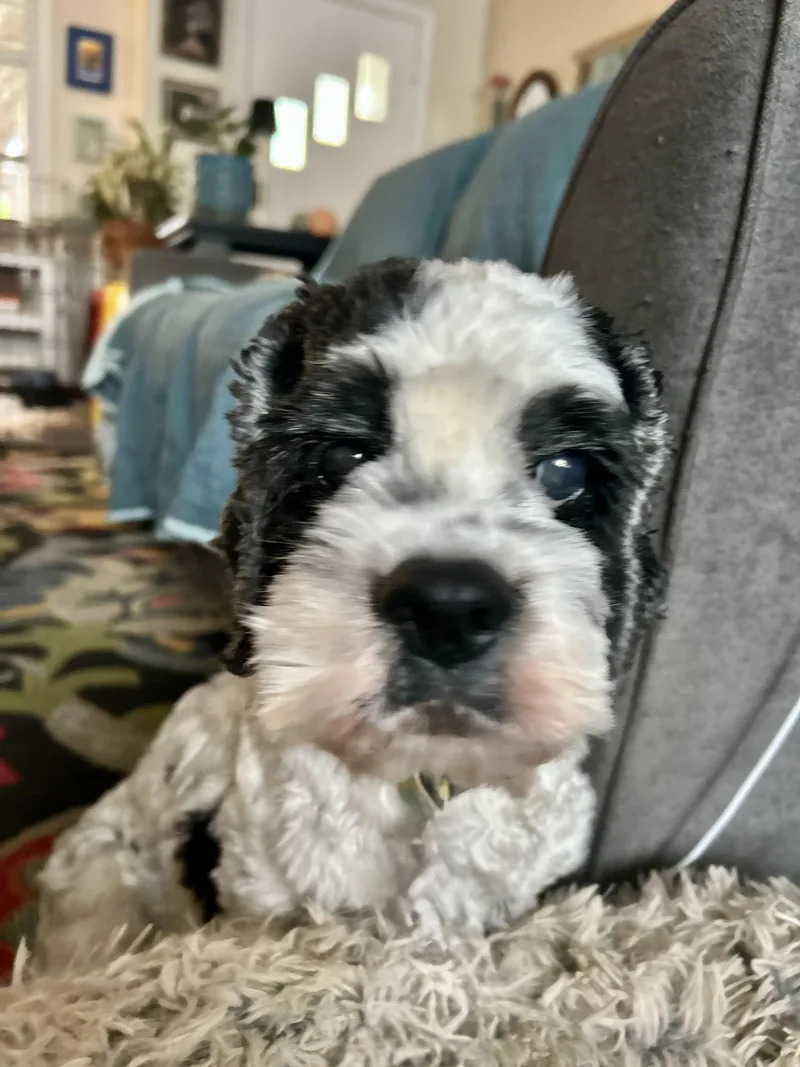 Spy & Cherry Pie thumbnail 4