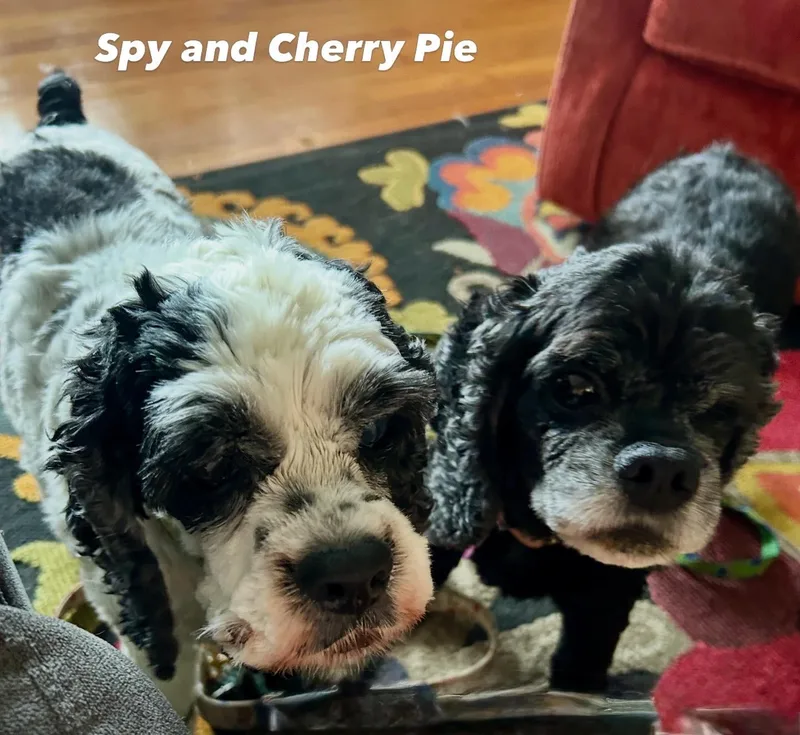 Spy & Cherry Pie thumbnail 5