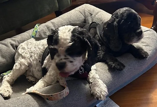 Spy & Cherry Pie thumbnail 6