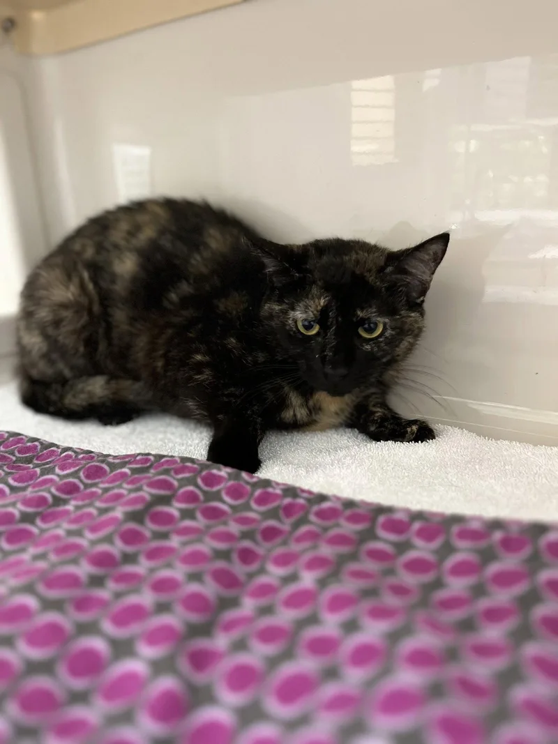 A young medium-sized female Domestic Short Hair cat named Cheerwine for adoption in Hilton Head Island, SC