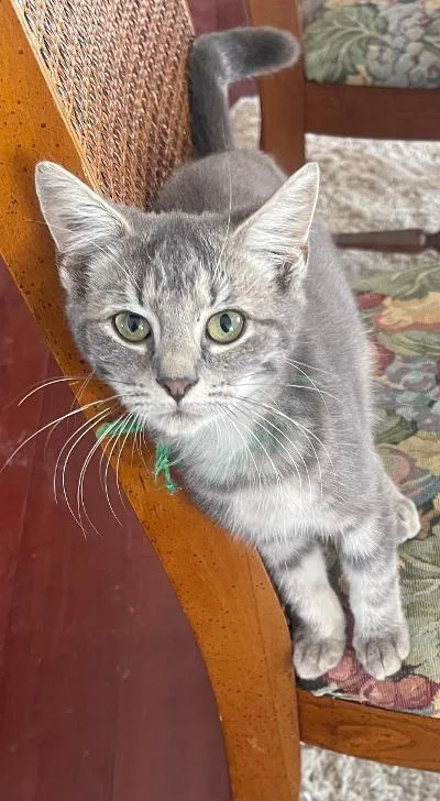 A baby medium-sized male Blue Point Domestic Short Hair cat named Pepper for adoption in Franklin, WV